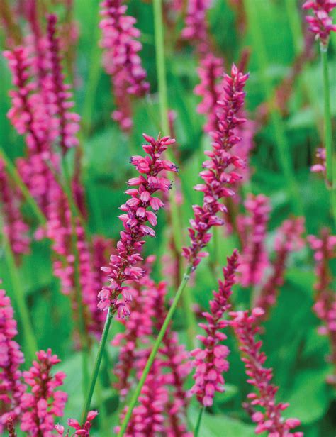 persicaria summer sale uk.